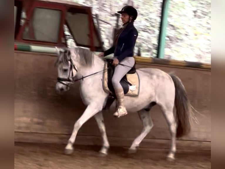 Más ponis/caballos pequeños Caballo castrado 13 años 148 cm Tordo rodado in Wien, Leopoldstadt