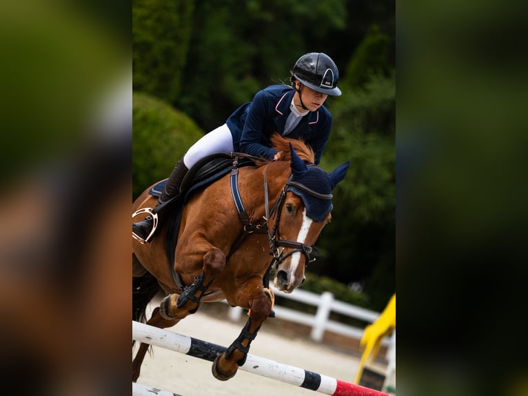 Más ponis/caballos pequeños Caballo castrado 13 años 149 cm Alazán in Gorzów Wielkopolski