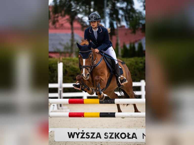 Más ponis/caballos pequeños Caballo castrado 13 años 149 cm Alazán in Gorzów Wielkopolski