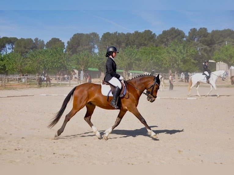 Más ponis/caballos pequeños Caballo castrado 13 años 149 cm Castaño in Sabadell