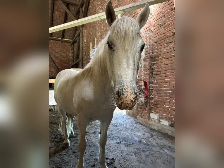 Más ponis/caballos pequeños Mestizo Caballo castrado 13 años 158 cm Tordo in Hilgermissen