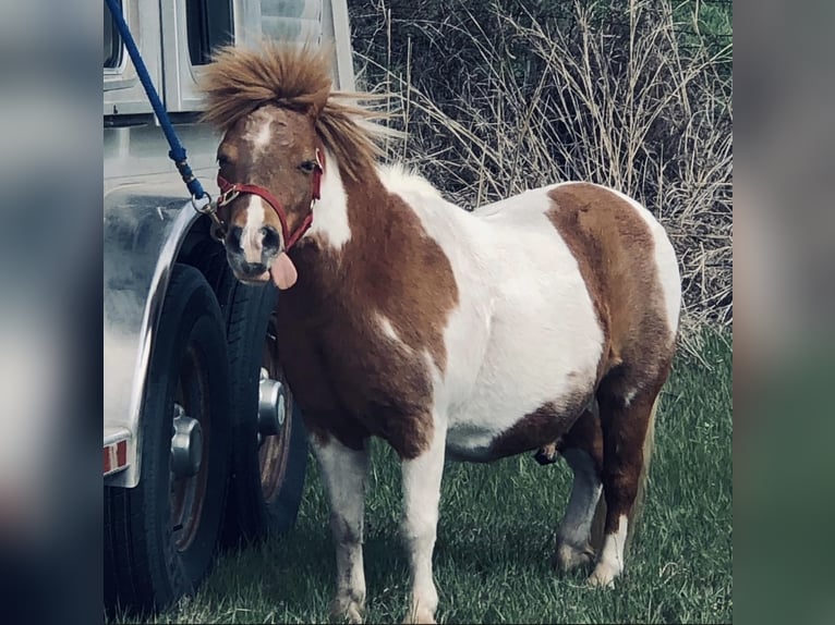 Más ponis/caballos pequeños Caballo castrado 13 años 91 cm Pío in Cisco