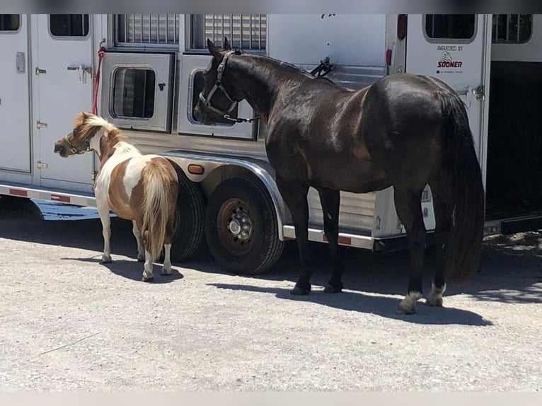 Más ponis/caballos pequeños Caballo castrado 13 años 91 cm Pío in Cisco