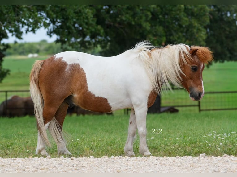 Más ponis/caballos pequeños Caballo castrado 13 años 91 cm Pío in Cisco