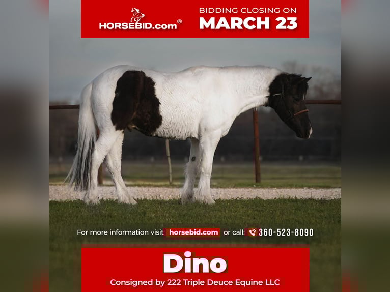 Más ponis/caballos pequeños Caballo castrado 13 años Pío in Cisco