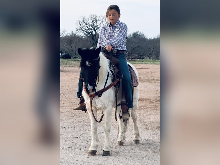 Más ponis/caballos pequeños Caballo castrado 13 años Pío in Cisco