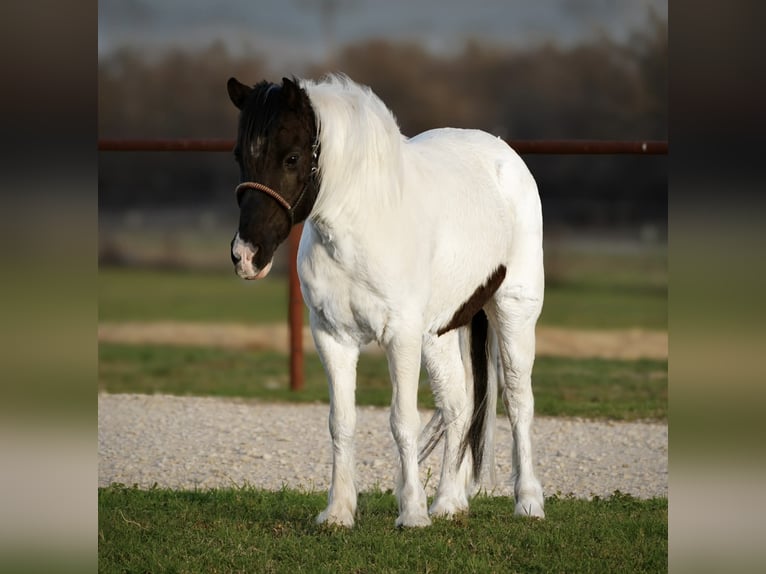Más ponis/caballos pequeños Caballo castrado 13 años Pío in Cisco