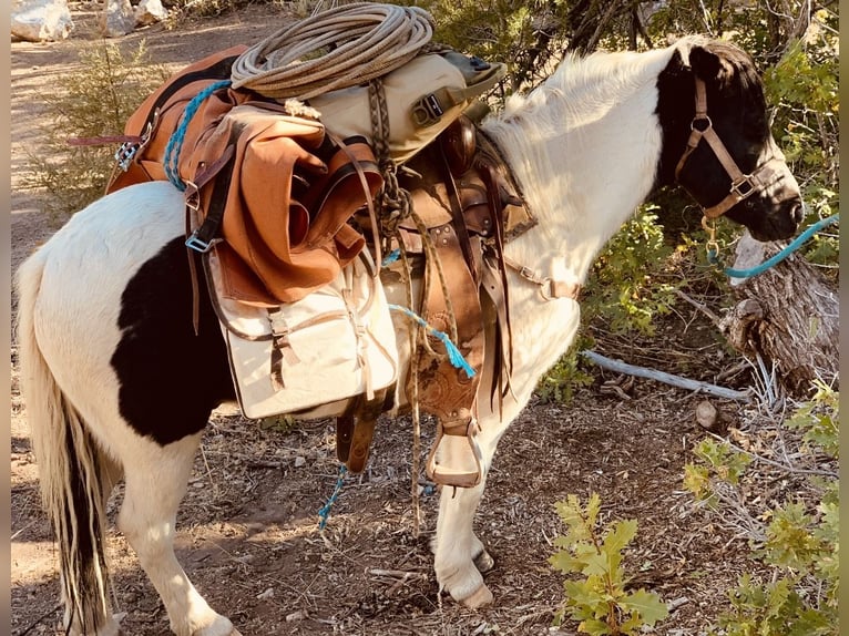 Más ponis/caballos pequeños Caballo castrado 13 años Pío in Cisco