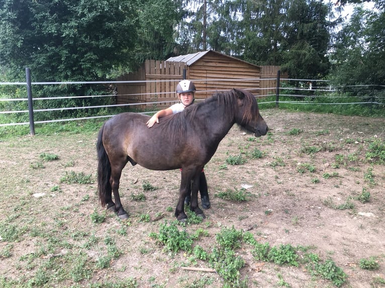 Más ponis/caballos pequeños Caballo castrado 14 años 105 cm Castaño in Frohsdorf