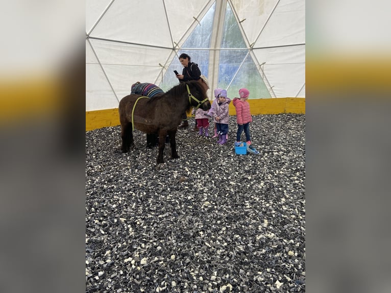 Más ponis/caballos pequeños Caballo castrado 14 años 105 cm Castaño in Frohsdorf