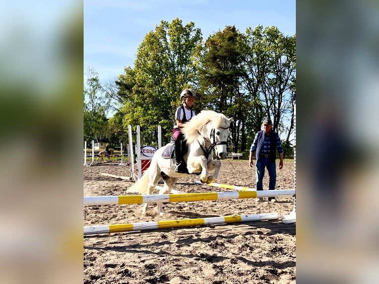 Más ponis/caballos pequeños Caballo castrado 14 años 122 cm Tordo in Elbe-Parey