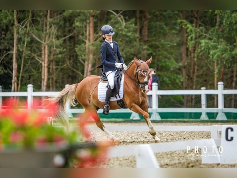Más ponis/caballos pequeños Caballo castrado 14 años 137 cm Alazán in Bydgoszcz
