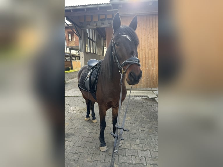 Más ponis/caballos pequeños Caballo castrado 14 años 142 cm Castaño in Erharting