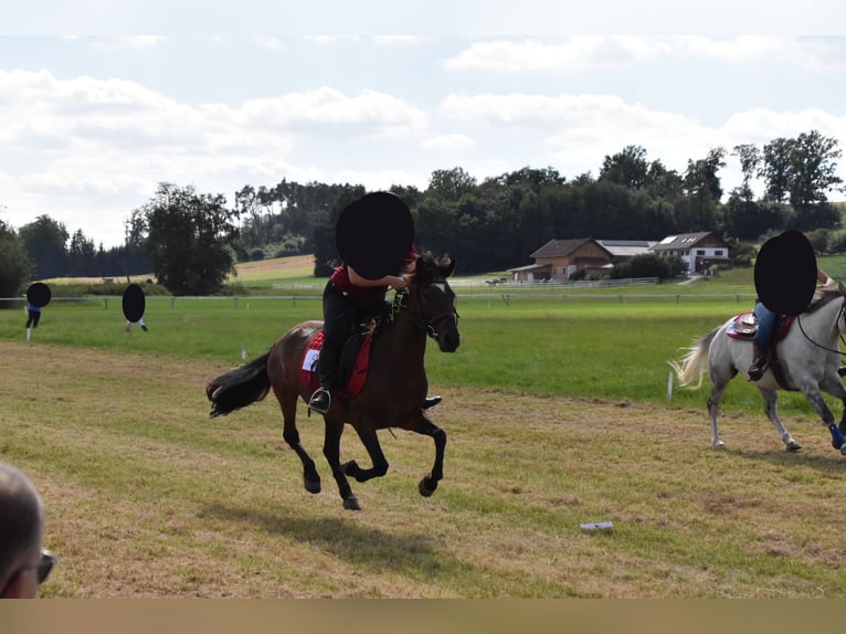 Más ponis/caballos pequeños Caballo castrado 14 años 142 cm Castaño in Erharting