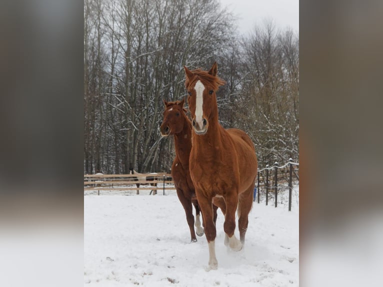 Más ponis/caballos pequeños Caballo castrado 14 años 154 cm Alazán in Freiberg