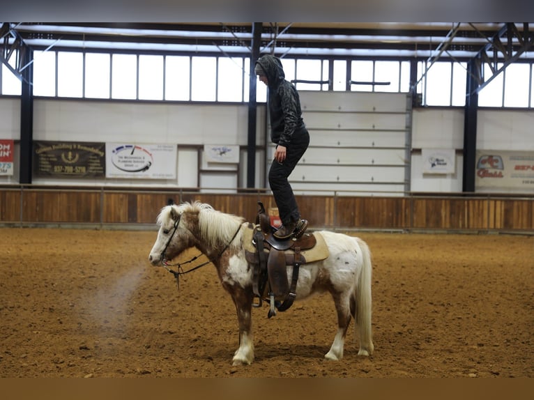 Más ponis/caballos pequeños Caballo castrado 15 años 130 cm in Wallingford