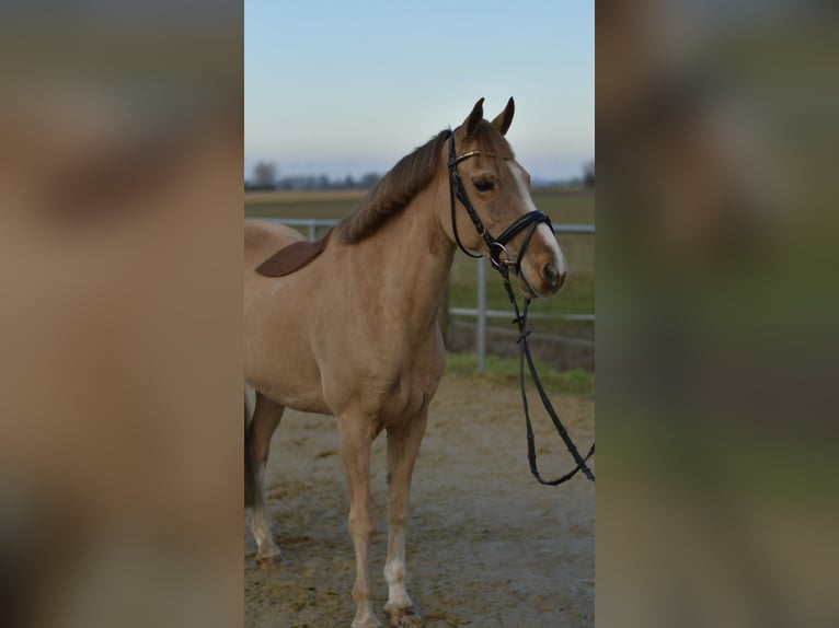 Más ponis/caballos pequeños Caballo castrado 15 años 142 cm Alazán in Geilenkirchen