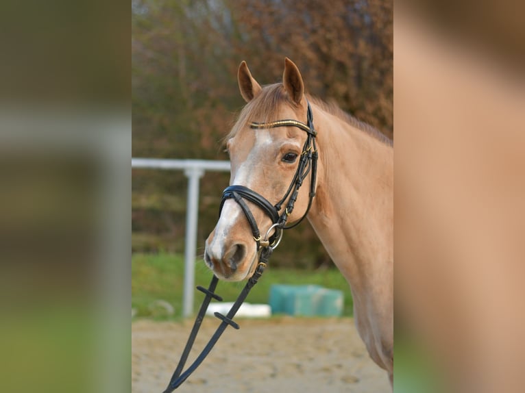 Más ponis/caballos pequeños Caballo castrado 15 años 142 cm Alazán in Geilenkirchen
