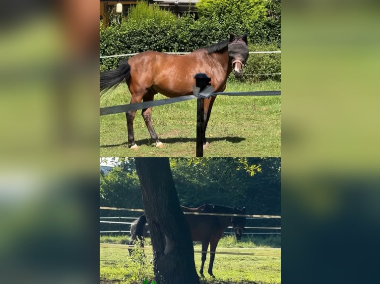 Más ponis/caballos pequeños Caballo castrado 15 años 150 cm Castaño in Bergisch Gladbach