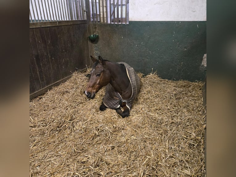 Más ponis/caballos pequeños Caballo castrado 15 años 150 cm Castaño in Bergisch Gladbach