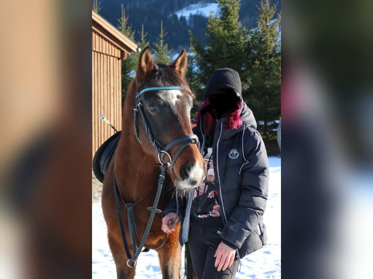 Más ponis/caballos pequeños Caballo castrado 15 años 150 cm Castaño in Ramsau am Dachstein