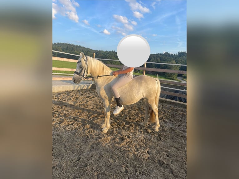 Más ponis/caballos pequeños Caballo castrado 16 años 118 cm Tordo in Wittibreut