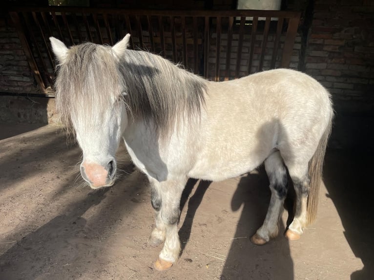 Más ponis/caballos pequeños Caballo castrado 16 años 120 cm Tordo rodado in Bensdorf