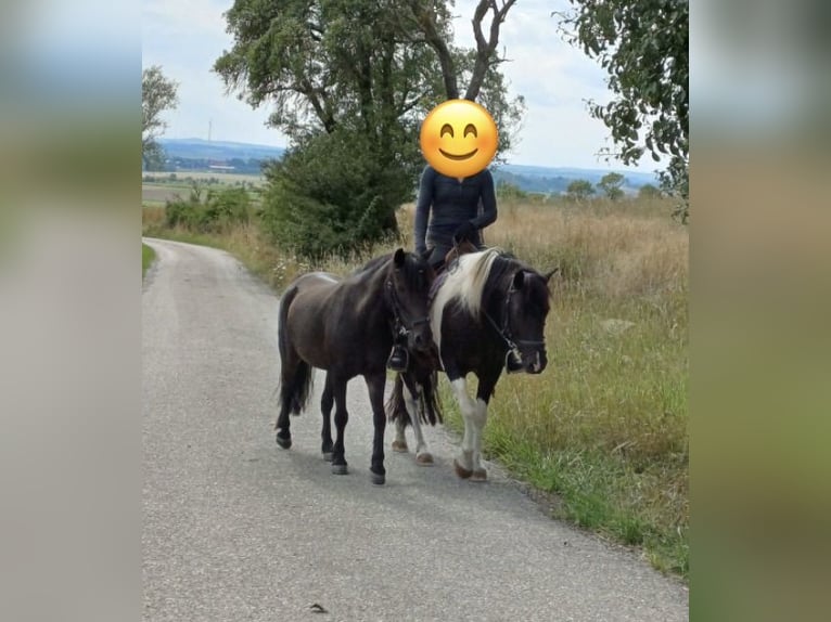 Más ponis/caballos pequeños Mestizo Caballo castrado 16 años 125 cm Negro in Weigenheim