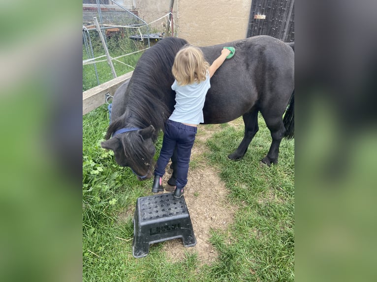 Más ponis/caballos pequeños Mestizo Caballo castrado 16 años 125 cm Negro in Weigenheim
