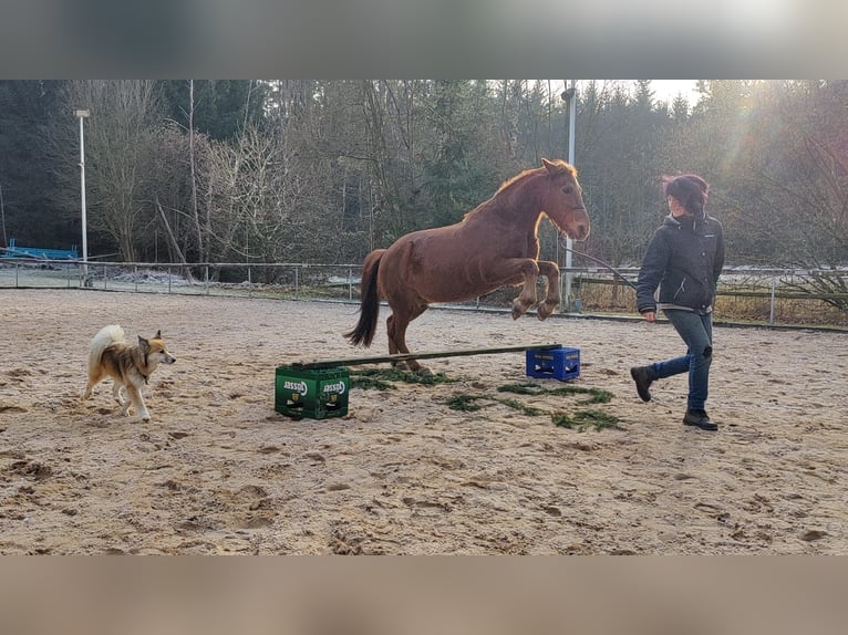 Más ponis/caballos pequeños Mestizo Caballo castrado 16 años 148 cm Alazán in Freystadt