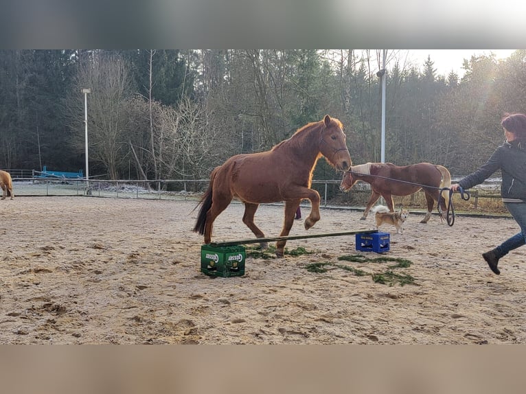 Más ponis/caballos pequeños Mestizo Caballo castrado 16 años 148 cm Alazán in Freystadt