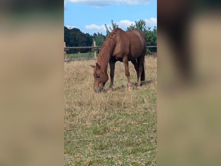 Más ponis/caballos pequeños Mestizo Caballo castrado 16 años 148 cm Alazán in Freystadt