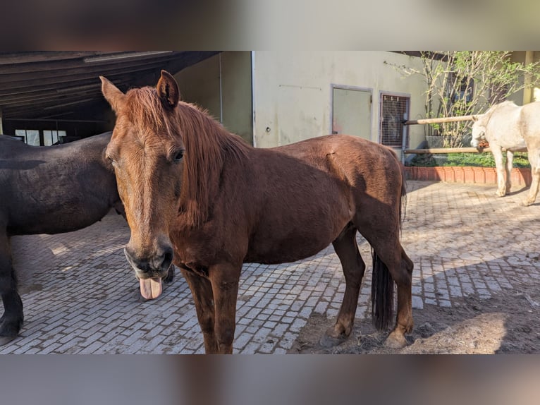 Más ponis/caballos pequeños Mestizo Caballo castrado 16 años 148 cm Alazán in Freystadt