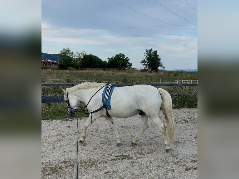 Más ponis/caballos pequeños Mestizo Caballo castrado 16 años 148 cm Tordo in Haimburg