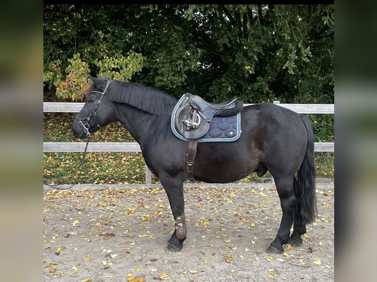 Más ponis/caballos pequeños Caballo castrado 16 años 152 cm Negro in Borod