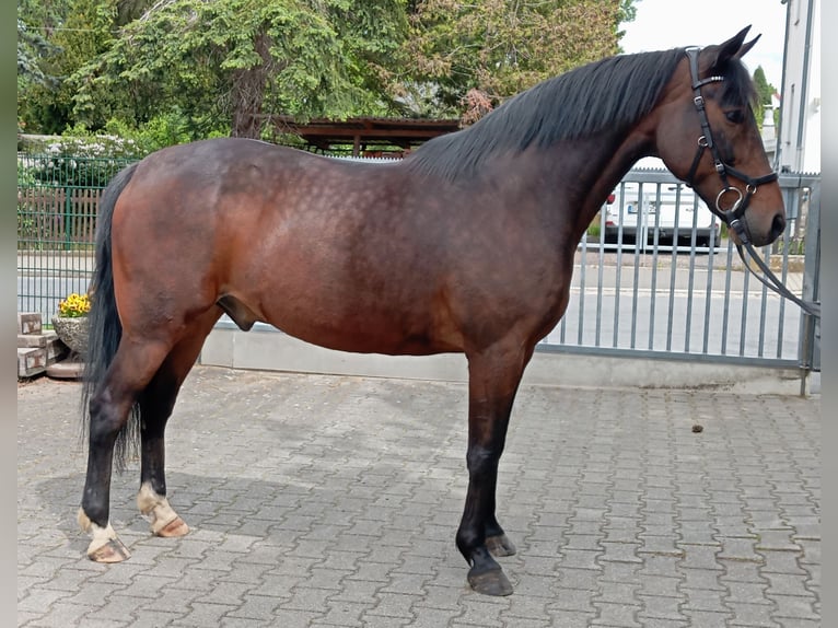 Más ponis/caballos pequeños Mestizo Caballo castrado 16 años 153 cm Castaño in Dresden