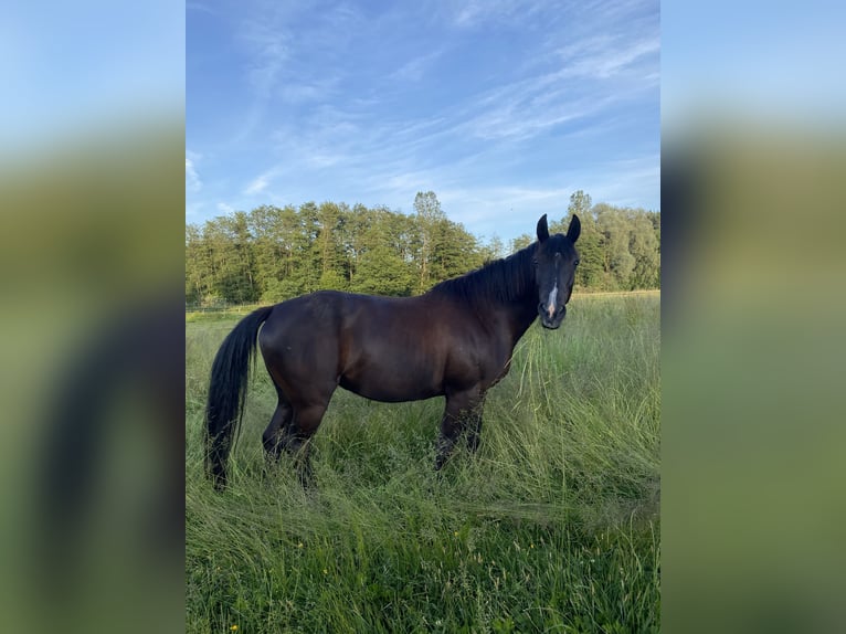Más ponis/caballos pequeños Mestizo Caballo castrado 16 años  in Schiltberg
