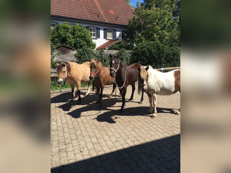 Más ponis/caballos pequeños Mestizo Caballo castrado 16 años  in Schiltberg