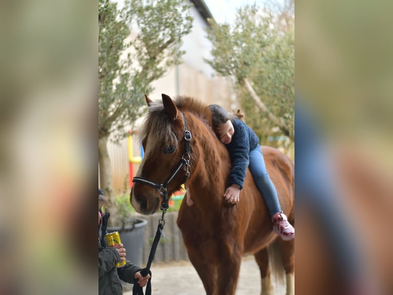 Más ponis/caballos pequeños Caballo castrado 17 años 120 cm Alazán-tostado in Geilenkirchen