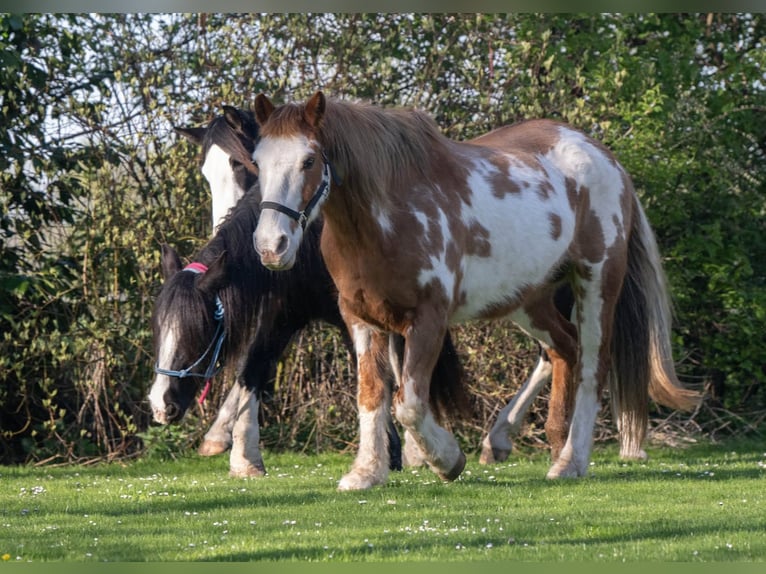 Más ponis/caballos pequeños Caballo castrado 17 años 155 cm Pío in Bunde