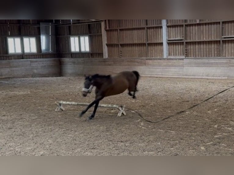 Más ponis/caballos pequeños Mestizo Caballo castrado 17 años 161 cm Castaño in Hünfeld
