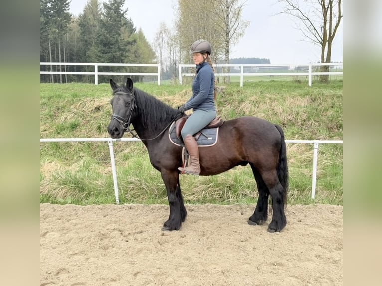 Más ponis/caballos pequeños Caballo castrado 18 años 148 cm Negro in Pelmberg