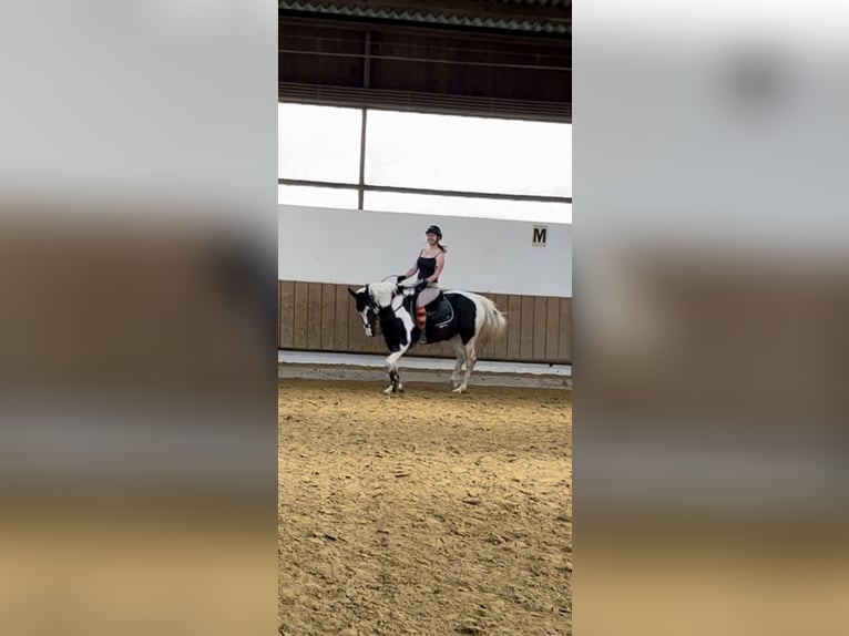 Más ponis/caballos pequeños Mestizo Caballo castrado 18 años 154 cm Pío in Neunkirchen-Seelscheid