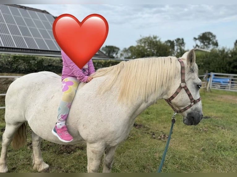 Más ponis/caballos pequeños Mestizo Caballo castrado 19 años 139 cm Tordo in D&#xF6;rpling