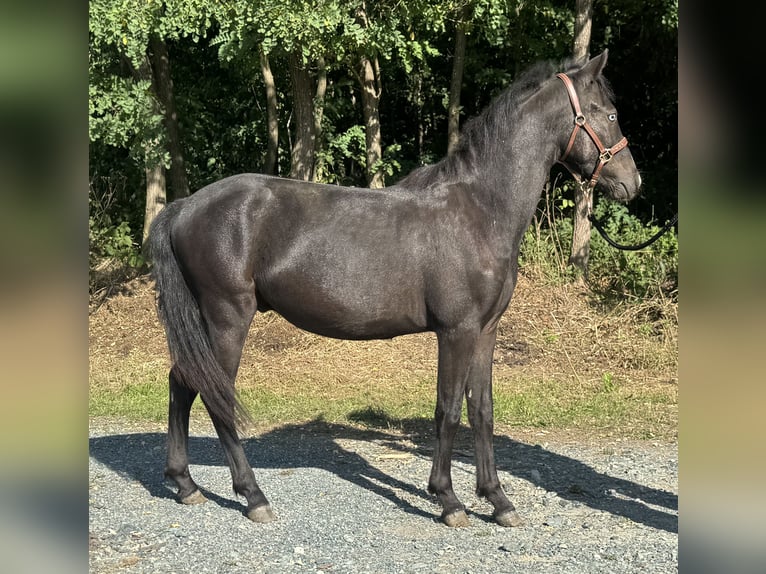 Más ponis/caballos pequeños Caballo castrado 1 año 130 cm Negro in Reinersdorf