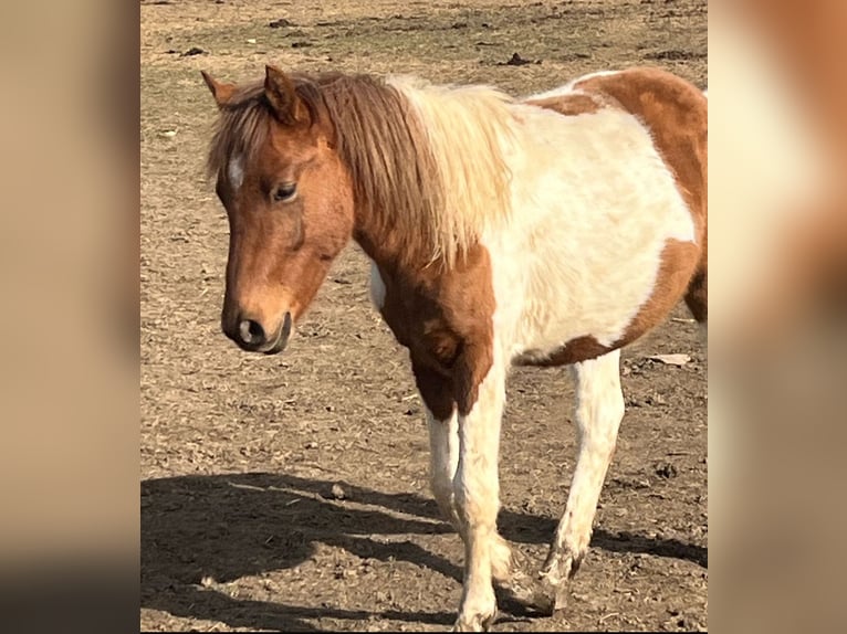 Más ponis/caballos pequeños Mestizo Caballo castrado 1 año 137 cm Alazán in Kaltohmfeld