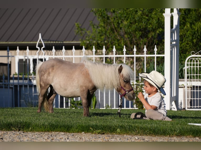 Más ponis/caballos pequeños Caballo castrado 1 año 66 cm  in Fresno