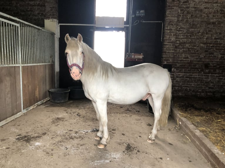 Más ponis/caballos pequeños Mestizo Caballo castrado 25 años 143 cm Tordo in Wesel