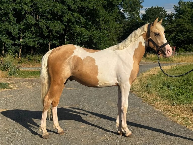 Más ponis/caballos pequeños Caballo castrado 2 años 148 cm Pío in Heiligenbrunn