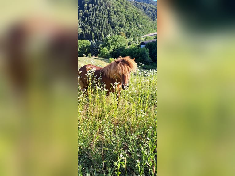 Más ponis/caballos pequeños Caballo castrado 3 años 100 cm Alazán in Gloggnitz